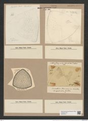 Triceratium harrisonianum Norm. et Grov. (de-Toni-Nr.: Genus 140, Species 3779) Zeichnungen Sammlung Grunow Nr. 7290 (NHMW-BOT-W0376313)